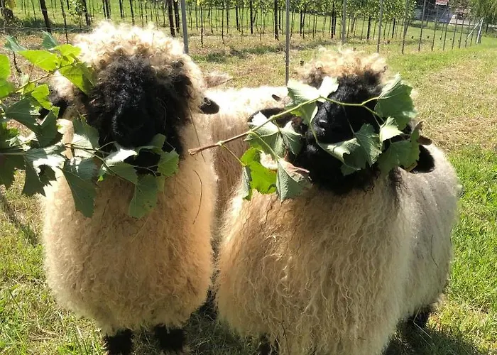 فندق مبيت وإفطار Boutique-hotel Maison 41 - Adults Only باد غليشنبرج